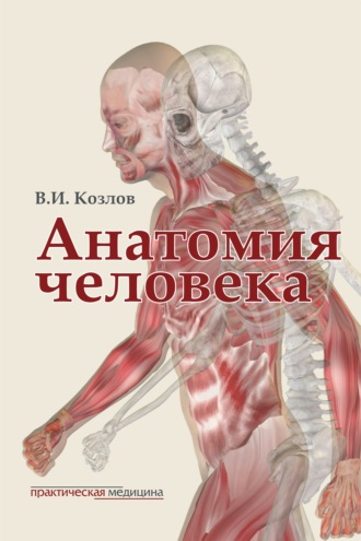. Анатомия человека. Учебник для медицинских вузов