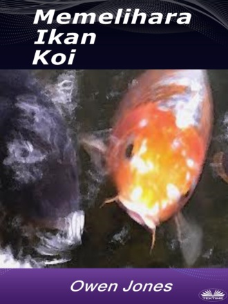 Оуэн Джонс. Memelihara Ikan Koi