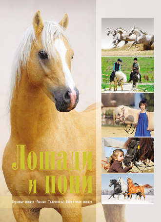 . Лошади и пони