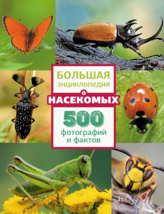 . Большая энциклопедия о насекомых. 500 фотографий и фактов