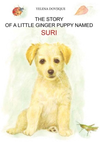 . The story of a little ginger puppy girl named Suri