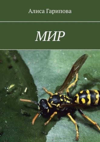 . Мир
