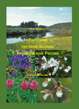 . Растения средней полосы Европейской России. Полевой атлас