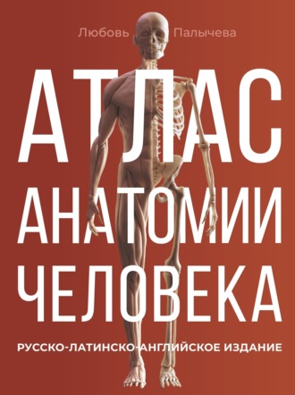 . Атлас анатомии человека. Русско-латинско-английское издание