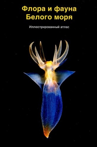 А. Б. Цетлин. Флора и фауна Белого моря