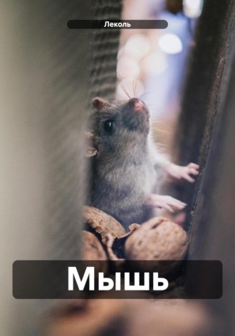 . Мышь