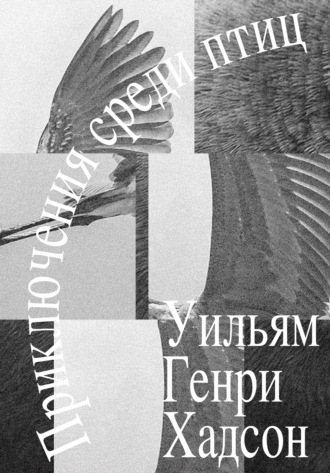 . Приключения среди птиц
