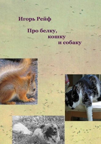Игорь Рейф. Про белку, кошку и собаку