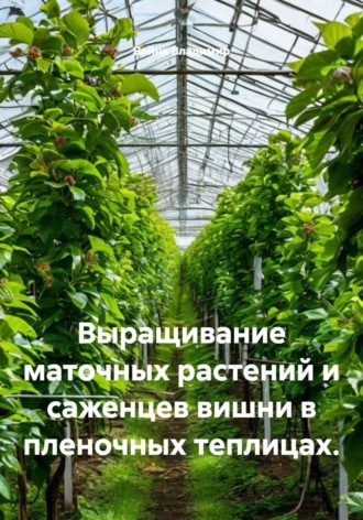 Война Владимир. Выращивание маточных растений и саженцев вишни в пленочных теплицах