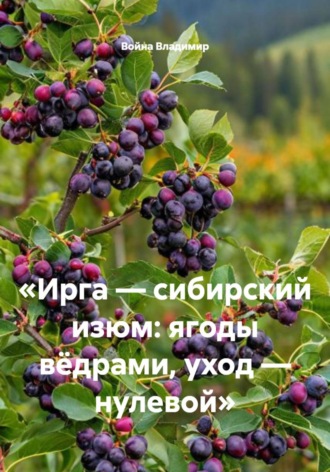 . Ирга — сибирский изюм: ягоды вёдрами, уход — нулевой
