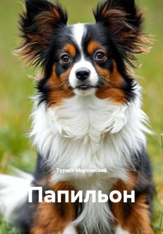 Турист Мартовский. Папильон