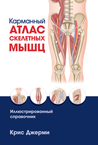 Крис Джерми. Карманный атлас скелетных мышц. Иллюстрированный справочник