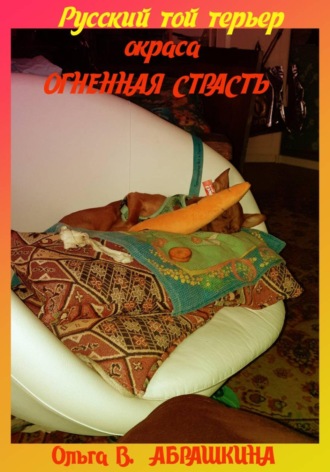 Ольга Абрашкина. Русский той терьер. Окраска огненная страсть