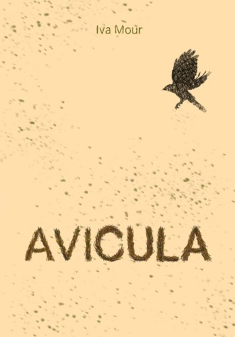 . Avicula