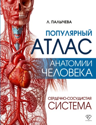 Л. Н. Палычева. Популярный атлас анатомии человека. Сердечно-сосудистая система