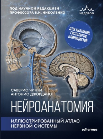 . Нейроанатомия. Иллюстрированный атлас нервной системы