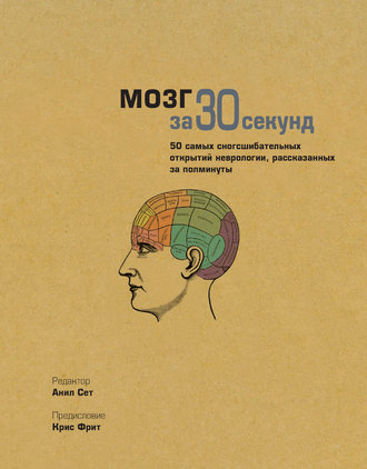. Мозг за 30 секунд