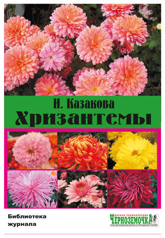 . Хризантемы