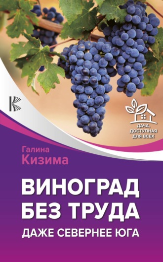 . Виноград без труда. Даже севернее юга