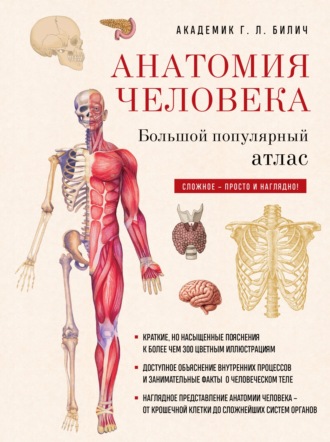 . Анатомия человека. Большой популярный атлас